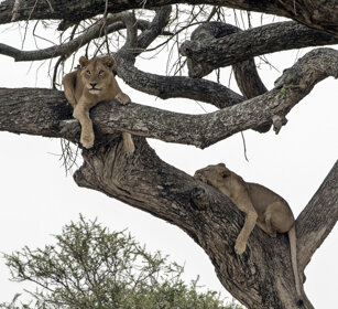 Leonesse, Lionesses parco nazionale del Serengeti, Serengeti NP