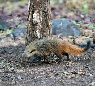 Mangusta (Herpestes vitticollis) Striped-necked Mongoose, Nagarhole NP, Karnataka