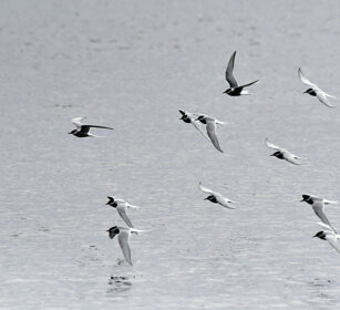 Sterne codalunga, Arctic Terns Norvegia, Norway, Varanger Sterne codalunga, Arctic Terns Norvegia, Norway, Varanger
