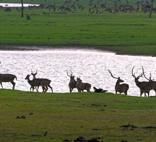 Cervi pomellati (Axis axis), Chitals fiume Kabini, Kabini river, Nagarhole NP, Karnataka