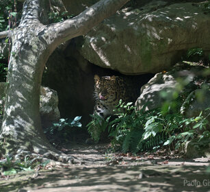 Leopardo dell'Amur, Amur Leopard