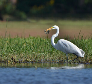 Garzetta (Egretta gazzetta), Egret lago Tana, lake Tana