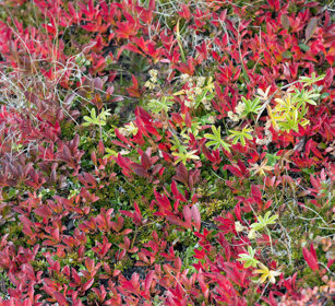 tundra parco nazionale di Dovrefjell, Dovrefjell NP