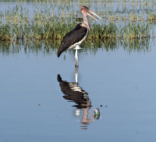 Marabù (Leptoptilos crumeniferus) Marabou Stork lago Awasa, lake Awasa