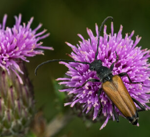 Strangalia melanura (Stenurella melanura) Longhorn Beetle