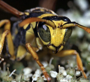 Vespa, Wasp Bardonecchia (To), Piemonte
