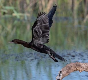 Marangone minore (Phalacrocorax pygmeus) Pygmy Cormorant Marangone minore (Phalacrocorax pygmeus) Pygmy Cormorant