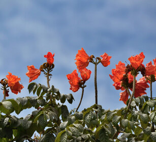fiori, flowers lago Tana, lake Tana