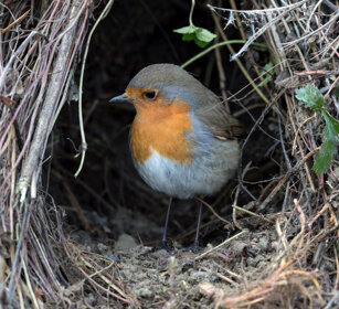 Pettirosso (Erithacus rubecula), Robin Racconigi (Cn)