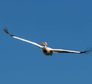 Pellicano (Pelecanus onocrotalus) White Pelican Pellicano (Pelecanus onocrotalus) White Pelican