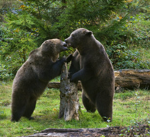 Orsi bruni (Ursus arctos), Brown Bears Bayerischerwald NP