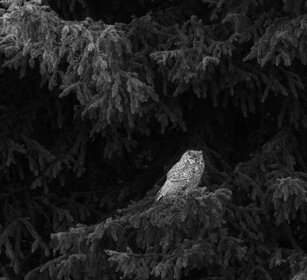 Gufo reale, Eagle Owl. Yellowstone