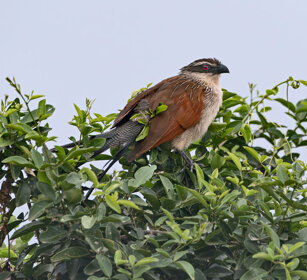 Cucal del Senegal Uganda