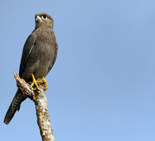 Gheppio grigio Uganda