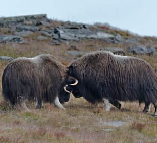 Buoi muschiati (Ovibos moschatus), Muskoxen parco nazionale di Dovrefjell, Dovrefjell NP