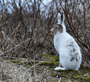 Lepre variabile, Mountain Hare Norvegia, Norway, Varanger Lepre variabile, Mountain Hare Norvegia, Norway, Varanger