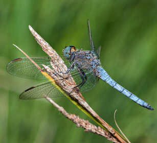 maschio di Frecciazzurra puntanera Black-tailed Skimmer (Orthetrum cancellatum)