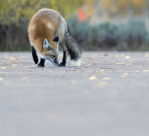 Volpe comune, Red Fox PN di Yellowstone, Yellowstone NP