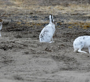 Lepri variabili, Mountain Hares Norvegia, Norway, Varanger Lepri variabili, Mountain Hares Norvegia, Norway, Varanger