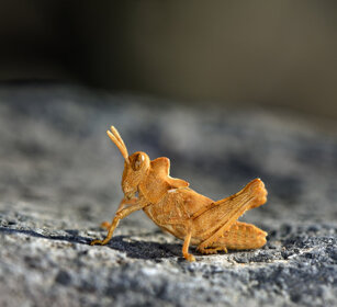 neanche di Cavalletta, grasshopper neanic stage Dolicorys luteipes lobata, Fuerteventura