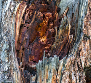tronco di Larice, larch's trunk