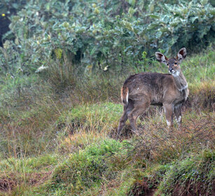 giovane di Nyala di montagna, Tragelaphus buxtoni juvenile Mountain Nyala, Dinsho forest