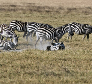 Zebre di Grant (Equus quagga boemi), Grant's Zebra parco nazionale di Ngorongoro, Ngorongoro NP