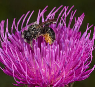 ape selvatica, wild bee