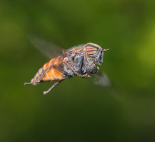 Tabanus sp., Horsefly