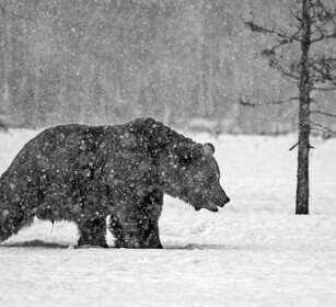 Orso bruno, Brown Bear Finlandia, Finland