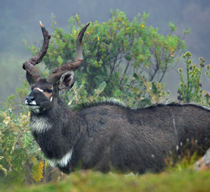 maschio di Nyala di montagna, Tragelaphus buxtoni male Mountain Nyala, Dinsho forest