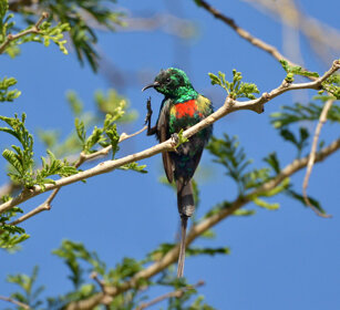 Nettarinia (Nectarinia tacazze), Tacazze Sunbird lago Awasa, lake Awasa
