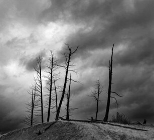 alberi rinsecchiti, dead trees Yellowstone