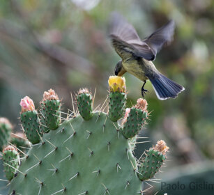 Nettarinia, Sunbird Debre Libanos