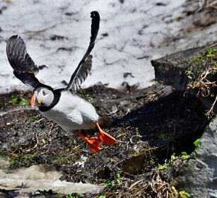 Pulcinella di mare, Puffin Norvegia, Hornoia. Norway, Hornoia Pulcinella di mare, Puffin Norvegia, Hornoia. Norway, Hornoia