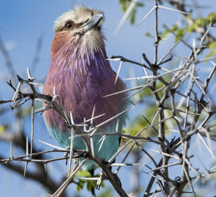 Ghiandaia marina pettolilla (Coracias caudatus) Lilac-breasted Roller, Etosha NP