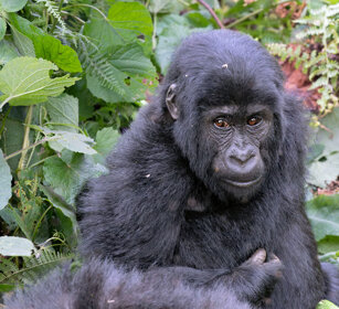 Gorilla di montagna Uganda