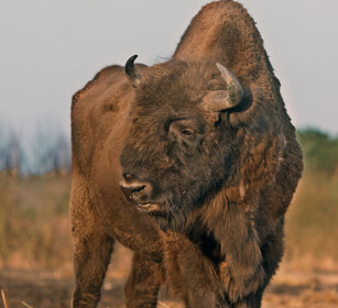 Bisonte europeo (Bison bonasus), European Bison Polonia, Poland