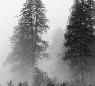 conifere nella nebbia, conifers in the fog valle Susa, Susa valley