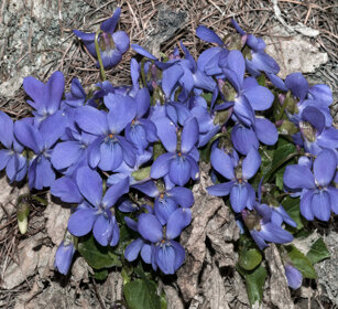 Viola canina, Heath Dog Violet