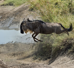 Gnu (Connochaetes taurinus), Blue Wildebeest fiume Mara, Mara river