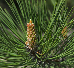 Pino nero (Pinus nigra), Pine