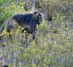 maschio di Gelada, male Gelada Baboon montagne del Simien, Simien mountains