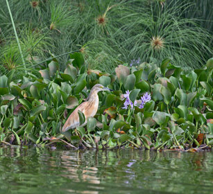 Sgarza ciuffetto Uganda