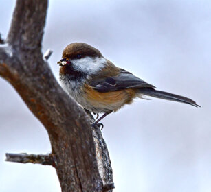 Cincia siberiana, Siberian Tit Finlandia, Finland
