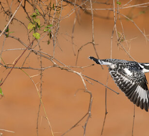 Martin pescatore bianconero Uganda