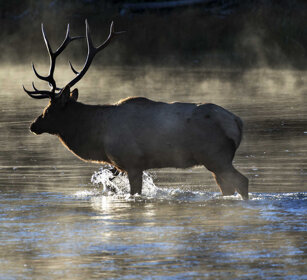 Cervo canadese, Wapiti PN di Yellowstone, Yellowstone NP