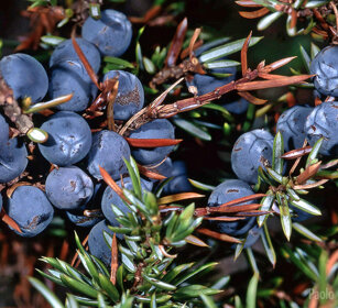 Bacche di Ginepro, juniper berries Frossasco (To), Piemonte