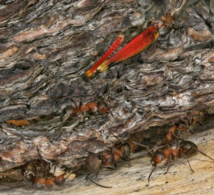 Formiche rosse (Formica rufa), Red Ants