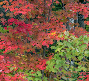 Indian summer Fjords Saguenay NP
